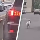 Dog desperately chases after owner's car after being abandoned at the roadside