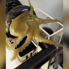 9-year-old's pet octopus adventures go viral on TikTok