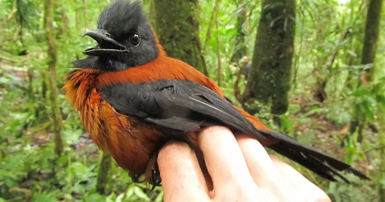 Der giftigste Vogel der Welt: Der Zweifarbenpirol
