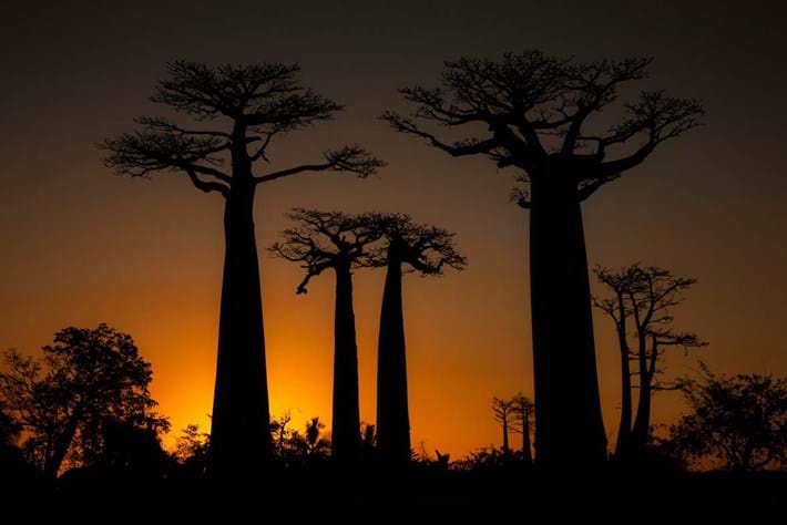 Baobab Tree 2014 09 02