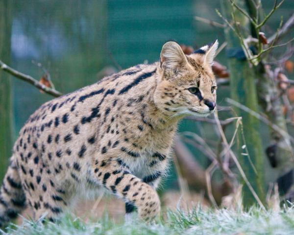 TOP 10 Strangest Cats in the World - Savannah cat
