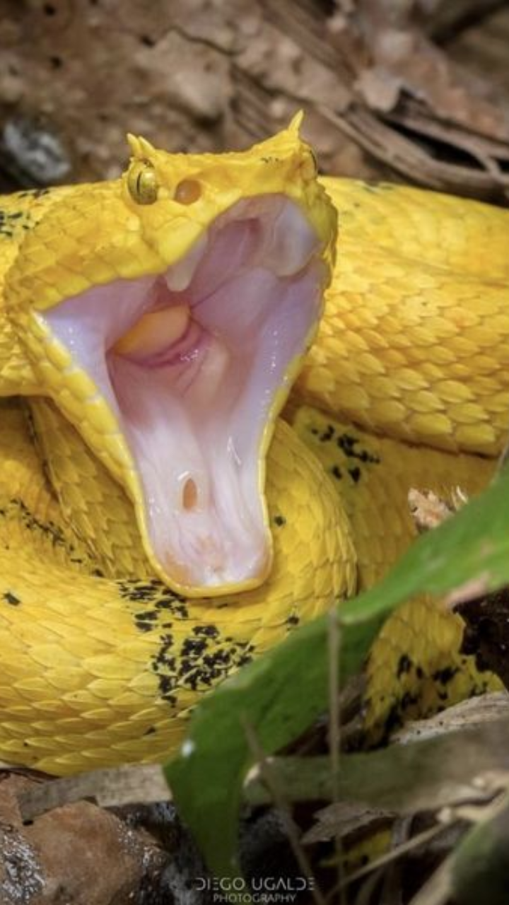 Snakes Who Don't Lay Eggs But Give Birth