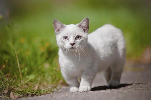 TOP 10 Strangest Cats in the World - Munchkin