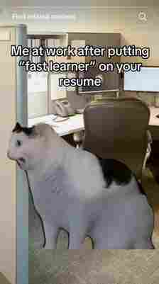 huh cat yelling with caption 'me at work after putting 'fast learner' on your resume'