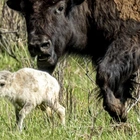 Indigenous tribes welcome rare white buffalo calf in Yellowstone ceremony