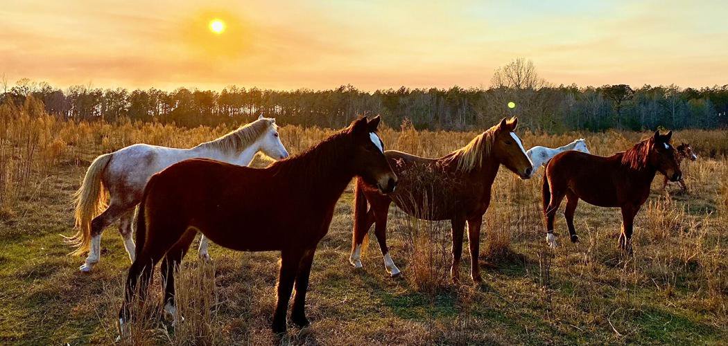 Louisiana's wild horses may have roamed Kisatchie Forest for centuries, but is this the end?
