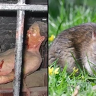 Rat torture method is one of most barbaric used in history