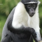 Family of rare monkeys arrives at UK zoo