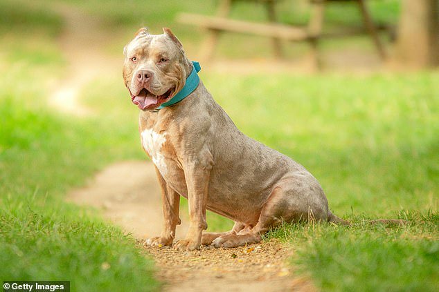 According to animal charity PDSA, a well-socialised and trained dog, including XL Bullys, will not normally be actively aggressive towards other dogs or humans