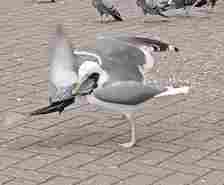 Seagull attacking pigeon