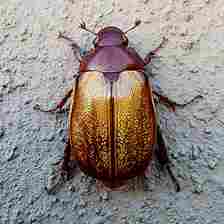Macro photo of beetle