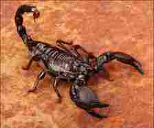 Scorpion Venom Helps Treat Chagas Disease

