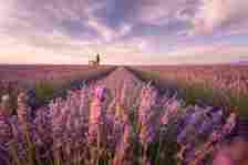 A lavender field in Provence with purple-hued skies above the stretching landscape