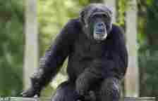 File photo. Ivanov received large amounts of funding to travel to French Guinea and explore the possibilities of breeding chimpanzees (pictured) with human beings