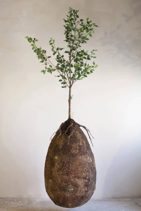 See The Organic Burial Pods That Will Turn Your CORPSE Into A TREE