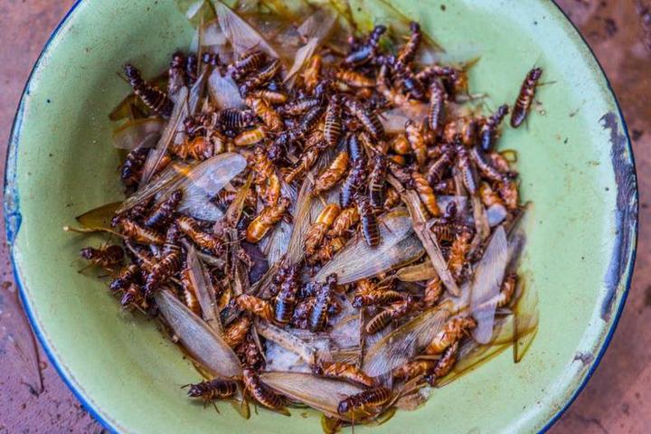 Edible termite [AKU]