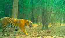 Tiger Habitat to be Developed in Vacated Adilabad Villages