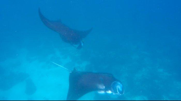 HEWAN - Pari manta di laut Pulau Wayag, Kabupaten Raja Ampat, Papua Barat. Kementrian Kelautan dan Perikanan Republik Indonesia mencatat populasi pari manta tumbuh delapan persen per tahun sejak 2009.