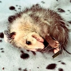 ‘There he is, dead again’: Opossum delights internet by faking death