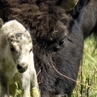 Reported birth of rare white buffalo calf in Yellowstone park fulfills Lakota prophecy