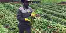 Mr Udeala at his farm harvesting potato vines