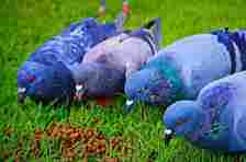 Picture of pigeons eating in a garden