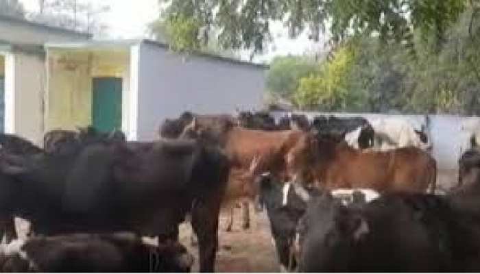 ग्राम प्रधान भी पकड़ेंगे आवारा पशु, 15 दिनों के लिए यूपी सरकार चलाएगी विशेष अभियान