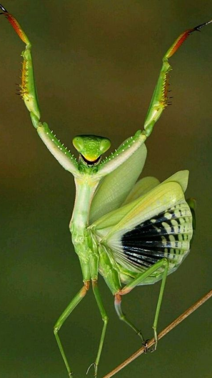 ​Praying Mantis