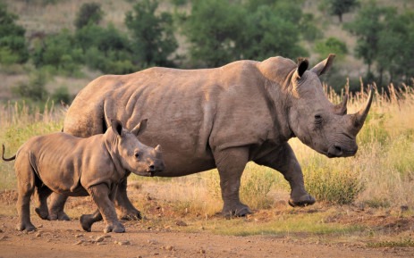 A white rhino and her calf at Kruger National Park, South Africa. (pixabay.com)