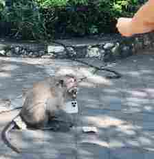 The primate wasn't keen on giving back the phone with it even bearing its teeth