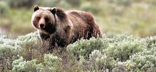 Feds plan to reintroduce grizzly bears to Washington state's Northern Cascades