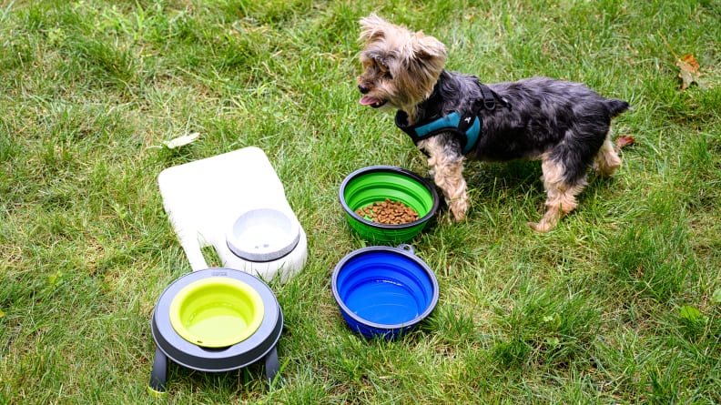 Best Travel Water Bowls For Dogs