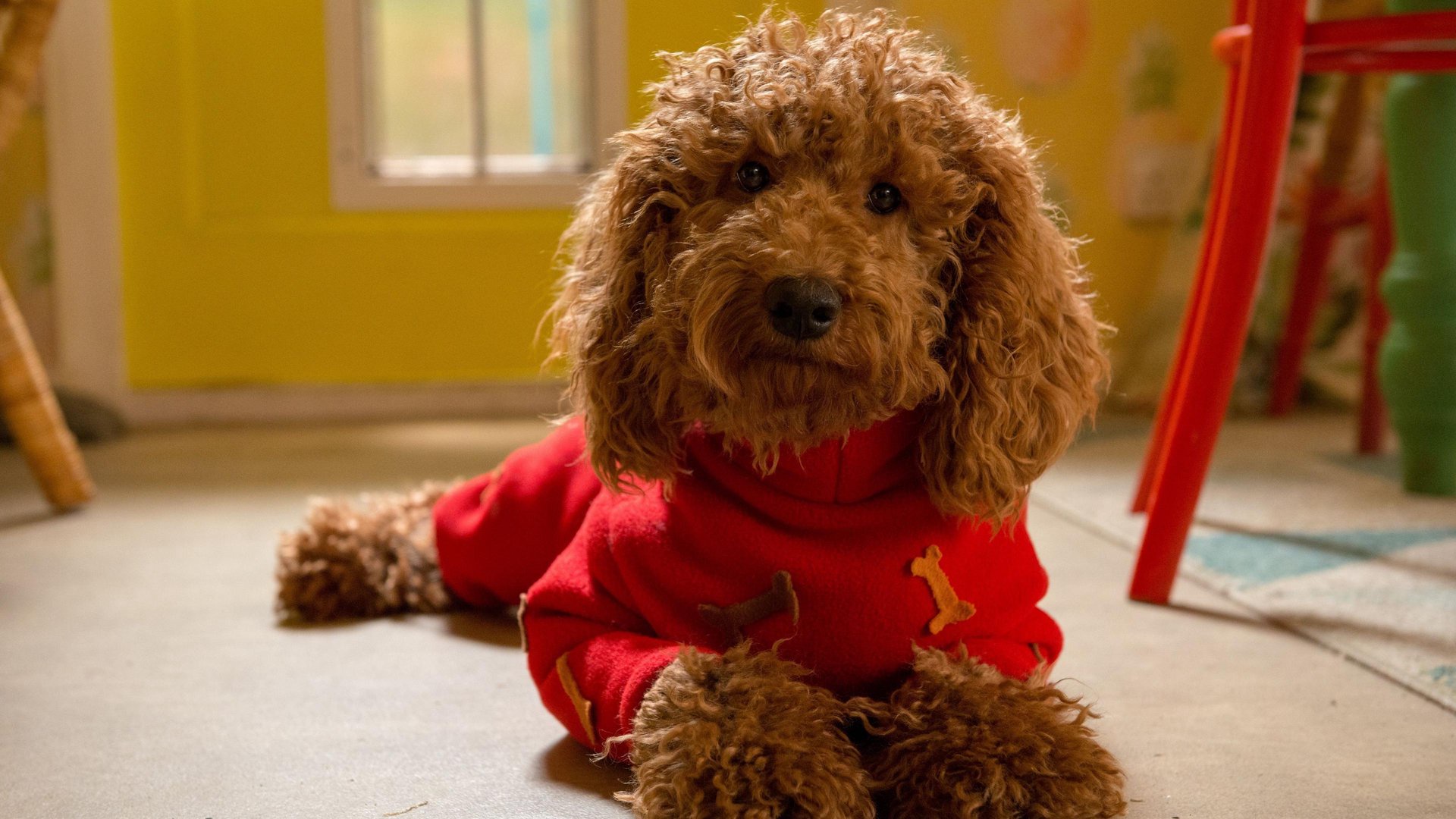 Waffle the Wonder Dog lying down, wearing a red sweater