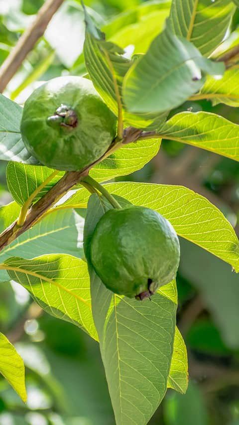  Eating Guava Leaves Can Do Wonders To Your Heath. Here's How