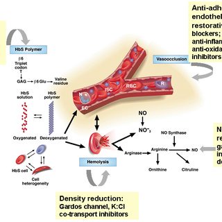 The pathophysiology of sickle cell disease and sites where drug... | Download Scientific Diagram