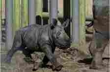 Newborn white rhino Silverio takes his first giant steps in a Chilean zoo in a boost to his species