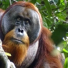 Wild orangutan in Indonesia appears to use medicinal plant to disinfect wound: 'Likely self-medication'
