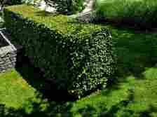 hornbeam green hedge