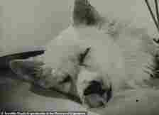 It's alive! The film appears to show a dog's head reanimated with groundbreaking technology