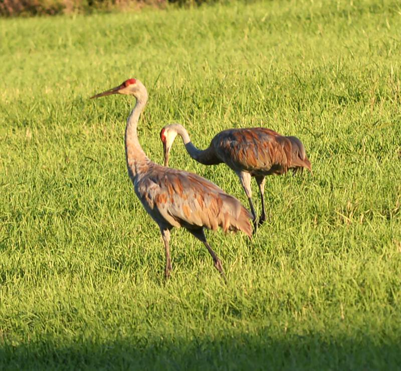 Discover the Beauty of Horicon Marsh National Wildlife Refuge with IVCC Bus Trip!