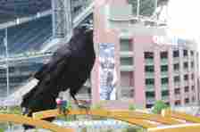 caption: A crow sits on a metal bar in front of Qwest Field in Seattle.