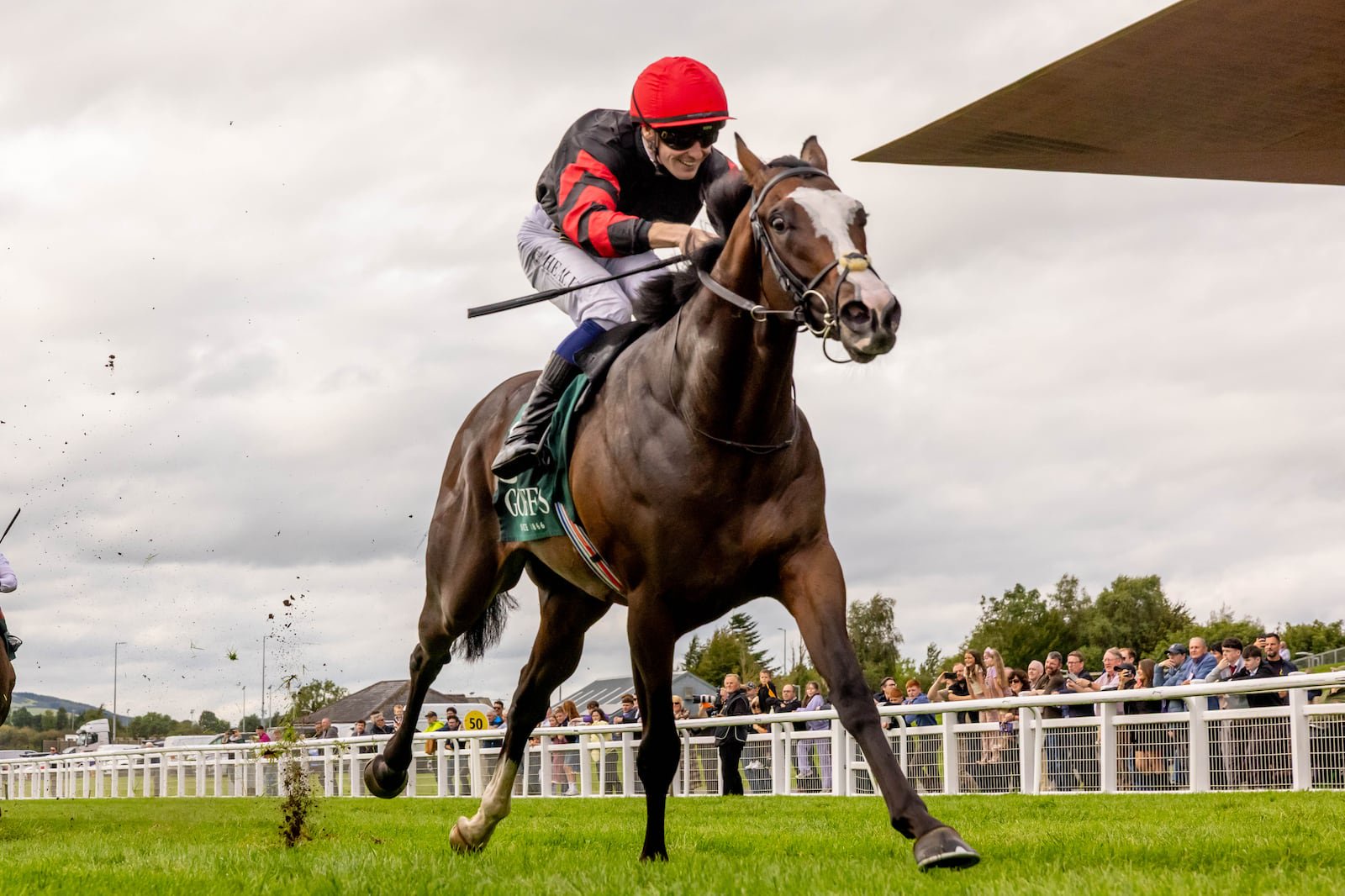 Folsom Blues will go in the Juvenile Turf for Joseph O'Brien. Photograph: Morgan Treacy/Inpho