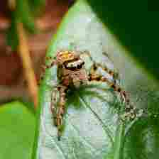 Macro photo of jumping spider on a leaf