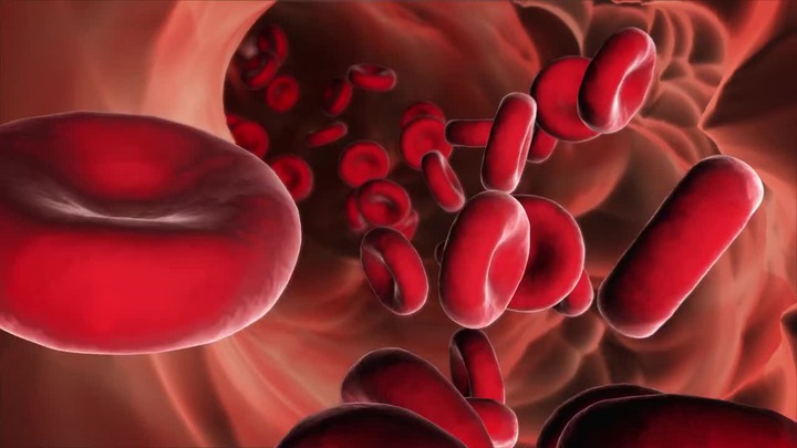 Red Blood Cells - Stock Motion Graphics | Motion Array