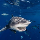 This US state was the shark-attack capital of the world in 2023