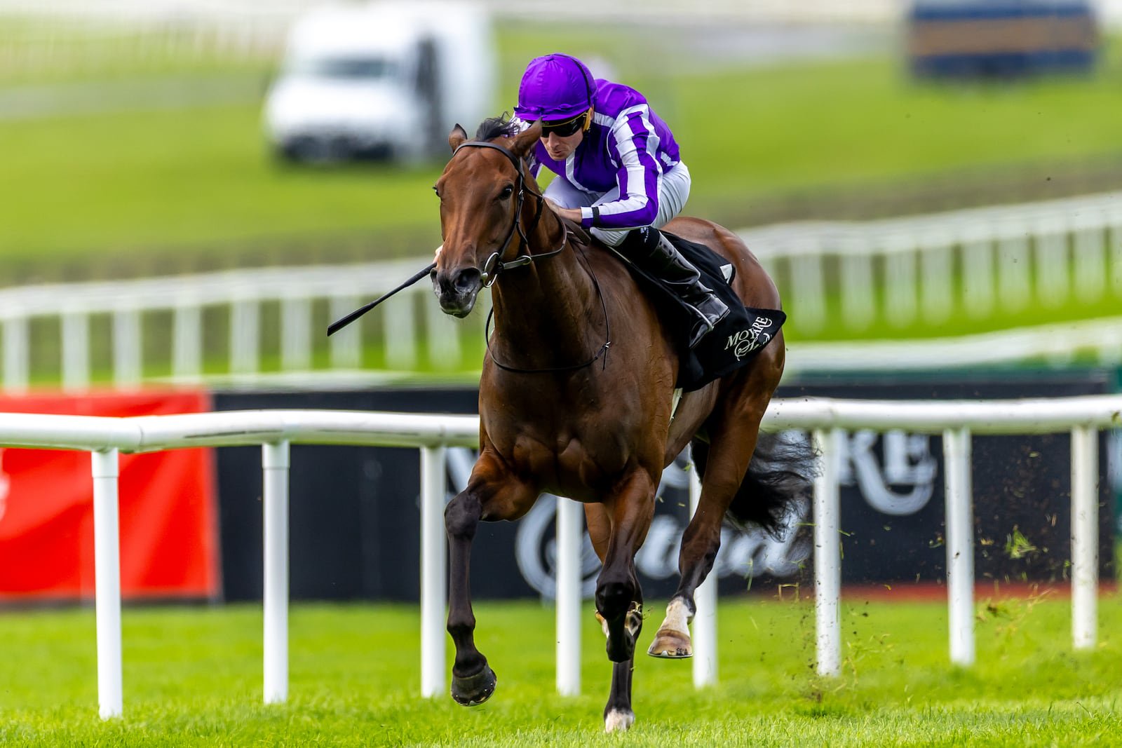 Sun Goddess will seek to claim a fourth Grade One win of the season in the Juvenile Fillies race on Friday. Photograph: Morgan Treacy/Inpho