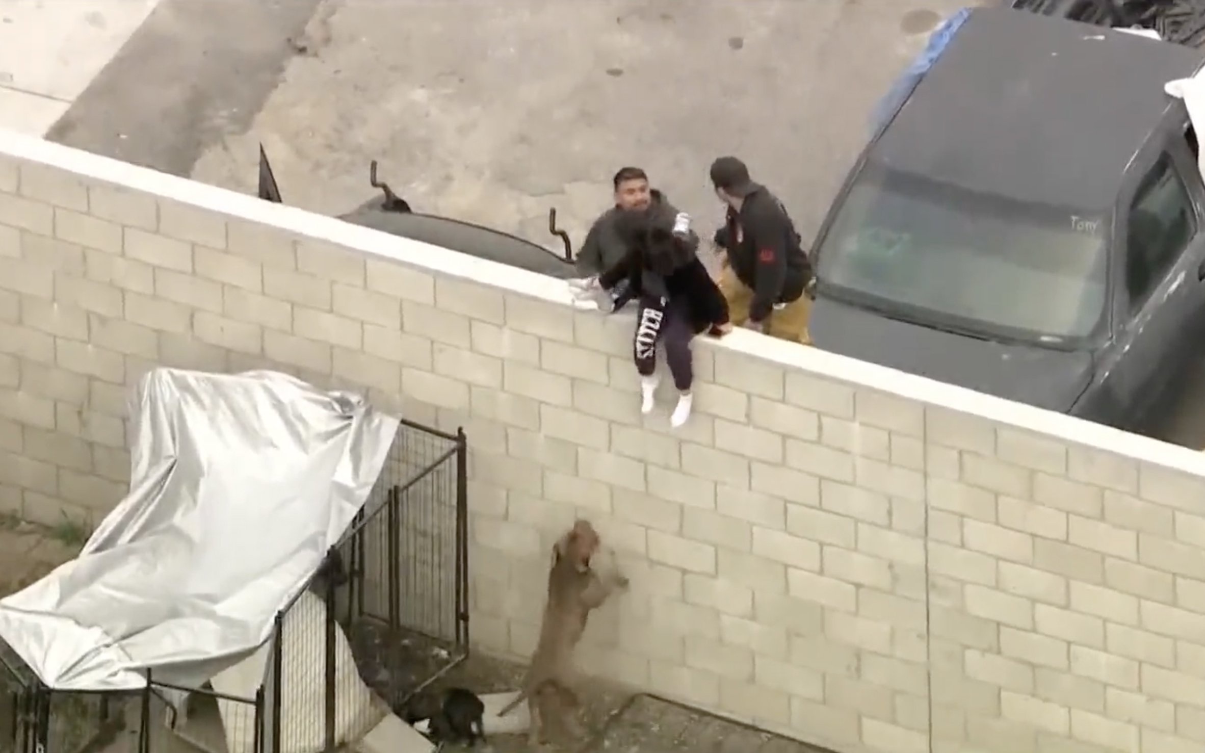 Animal care officers could be seen helping an unknown woman escape from the victim's yard and the pit bulls on Friday
