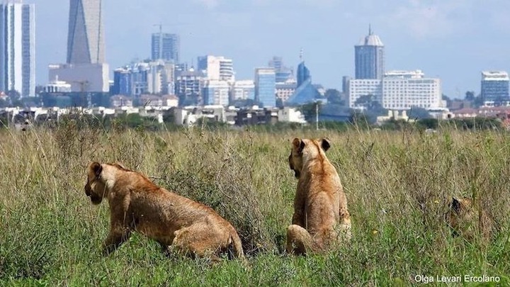 Concerted Campaign to Protect Nairobi National Park - SDGs for All
