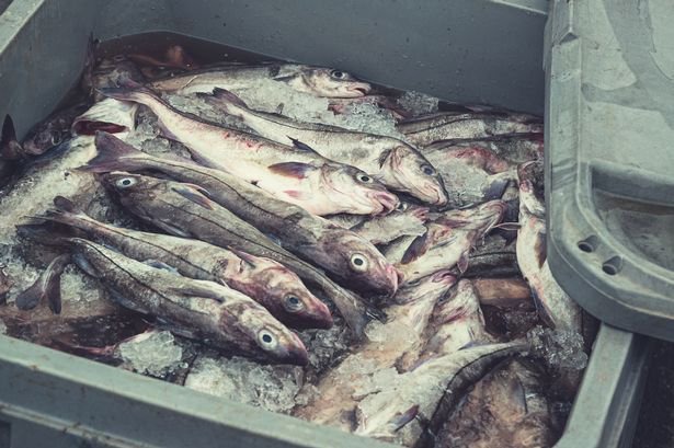 Grimsby Town players could receive a hefty supply of fish as a bonus