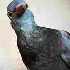 Paul Themis Far from being stupid, pigeons can grasp abstract concepts such as time and space (Credit: Paul Themis)